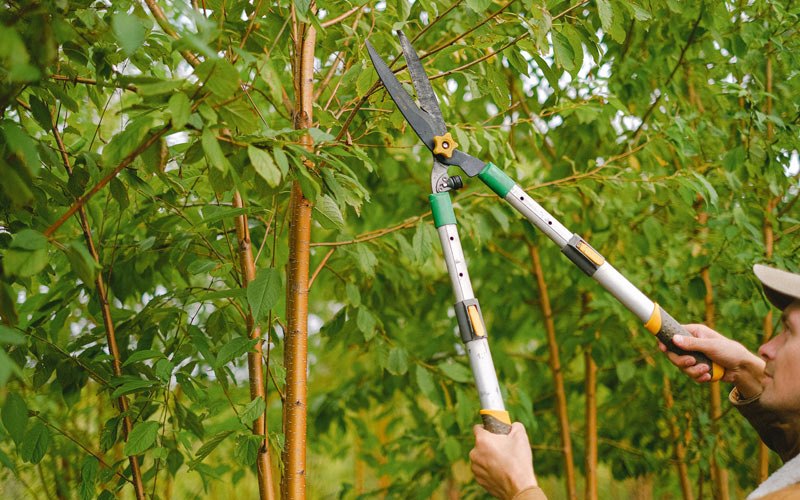 Tree trimming in Acra, NY